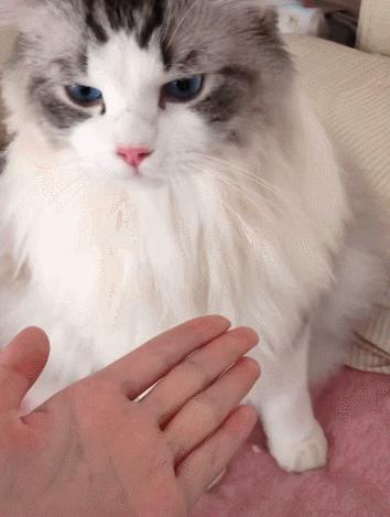 猫咪各个品种大概价格,最受欢迎的猫咪排行视频