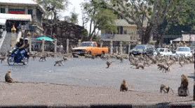 泰国旅游现状大象乱跑,泰国猴子旅游现状