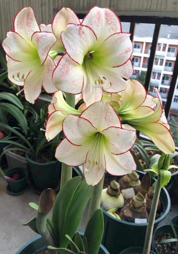 7种“美人花”，开花比脸大，生崽像“母猪”，种一颗生一窝