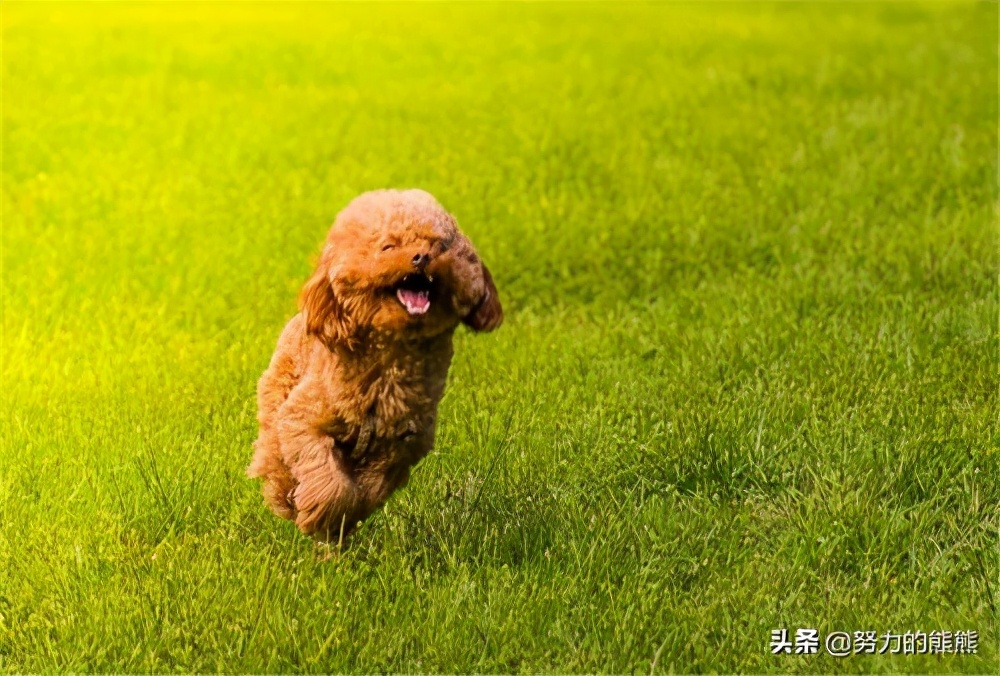 泰迪幼崽什么时间可以剃胎毛,泰迪幼犬胎毛是剃光还是剪短呢