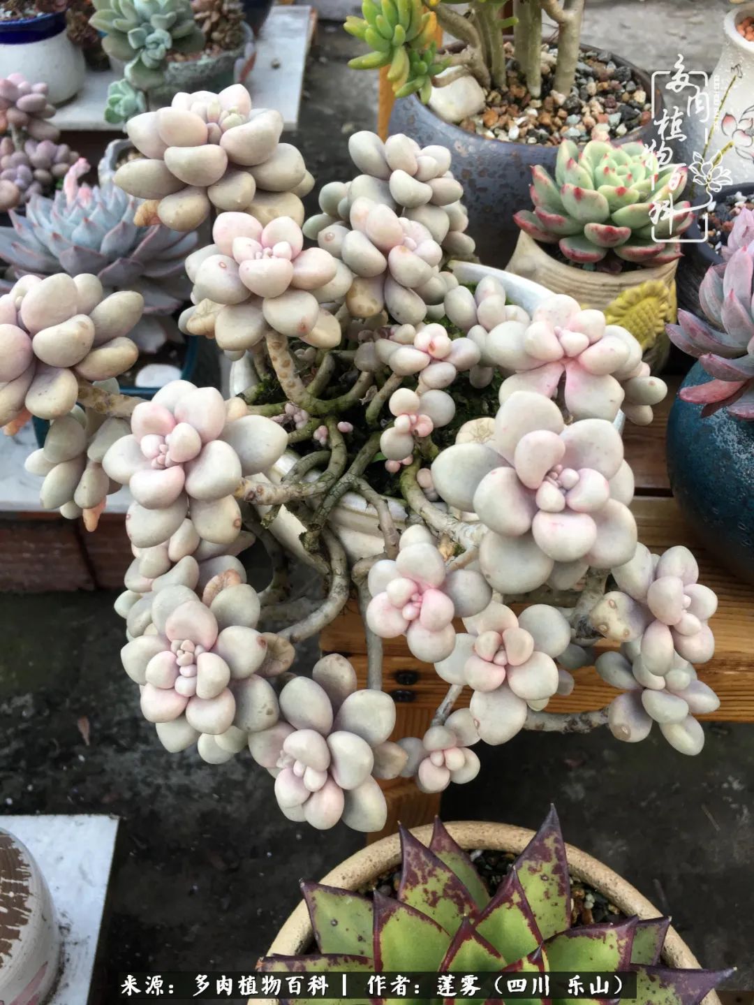 治愈系多肉精灵,初冬携一抹暖阳与多肉相伴