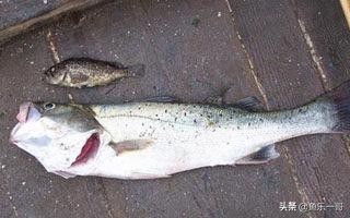 新手海竿钓鲈鱼最佳方法,新手钓鲈鱼海竿技巧视频教程