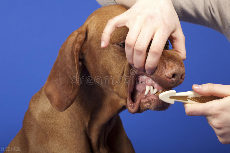 狗狗牙龈发炎用什么消炎药,狗狗牙龈出血是怎么了