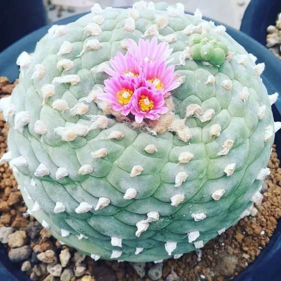 世界十大漂亮名贵花卉,植物研究世界名贵花卉