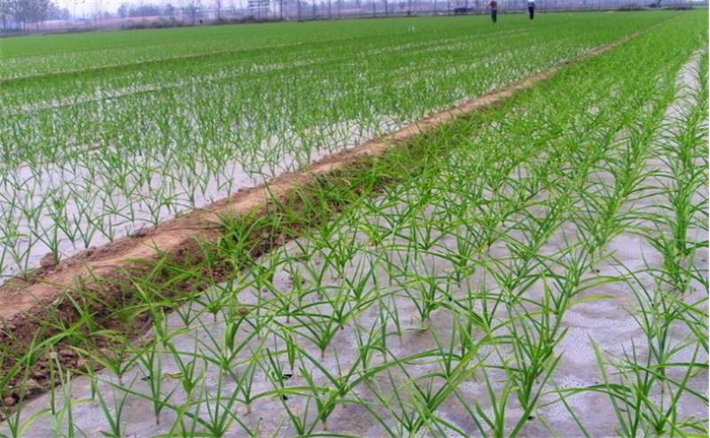 大蒜从种植到采收蒜苗要多久,种大蒜时需要做哪些准备工作