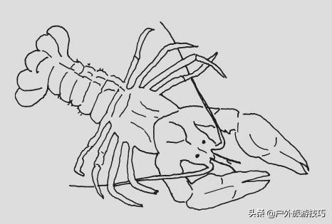 美军野外生存手册,美军野外生存知识大全