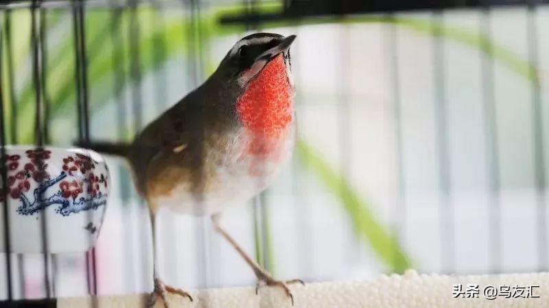 鸟友汇养鸟绝招,靛颏鸟在冬天多少温度养适合