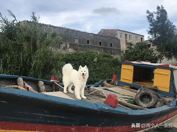 萨摩耶被嫌弃,萨摩耶为什么被嫌弃