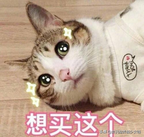 铲屎官每个月花多少钱,铲屎官日常挣奶粉钱