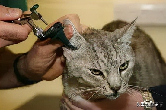 猫咪耳螨怎么治疗才能彻底好,耳螨猫咪用什么药猫咪老是乱动