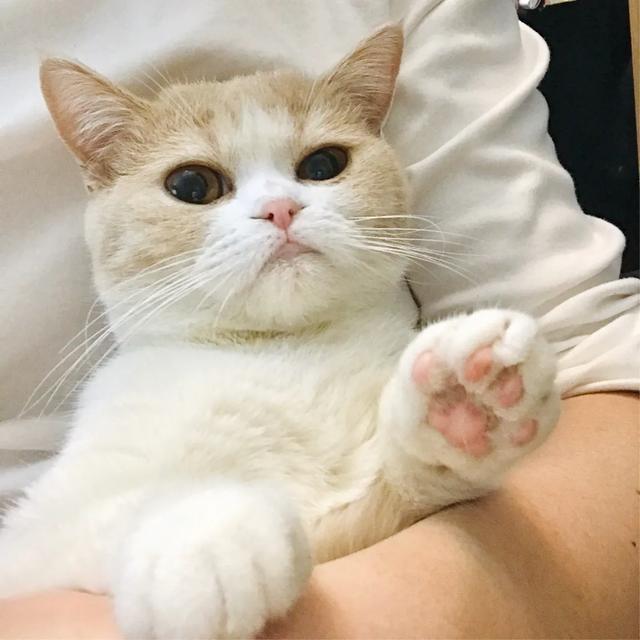 养稀有的英短是什么体验,英短乳白冷知识