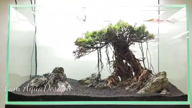 莫斯树到底好不好,莫斯树是什么