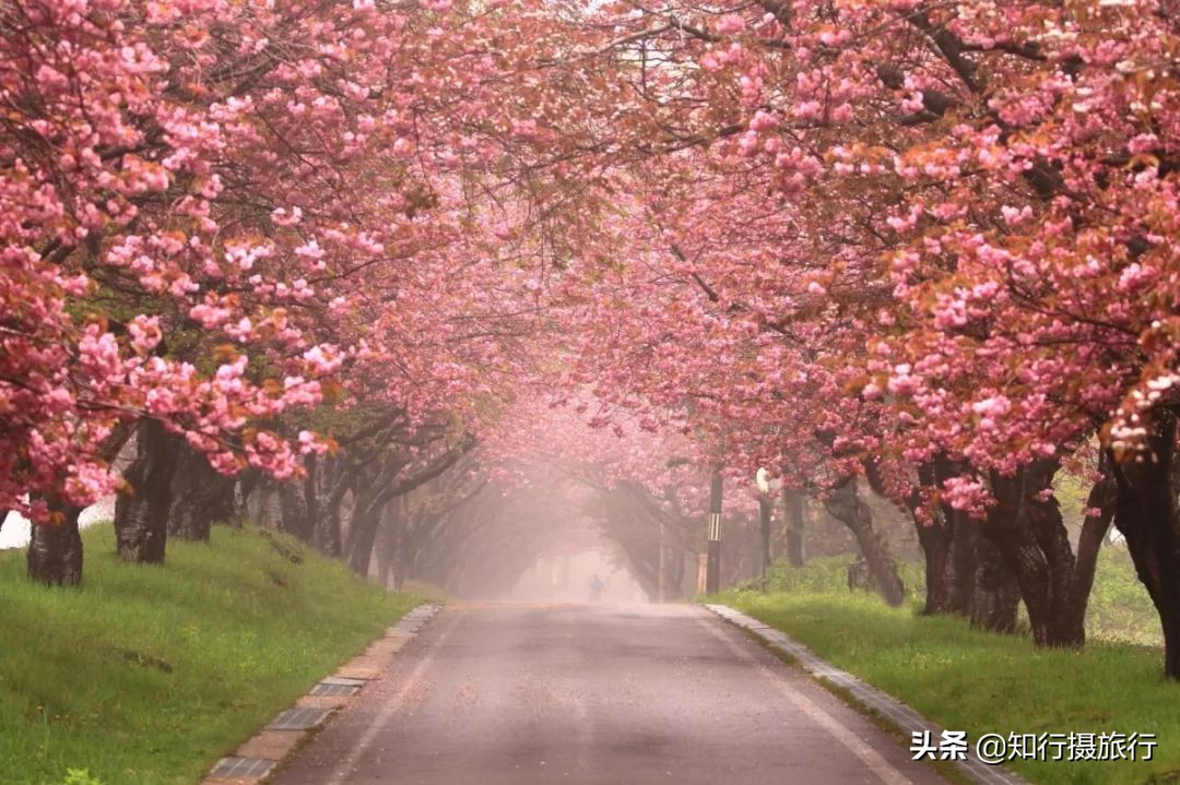 日本樱花季是八月几号,2020年日本樱花花期表