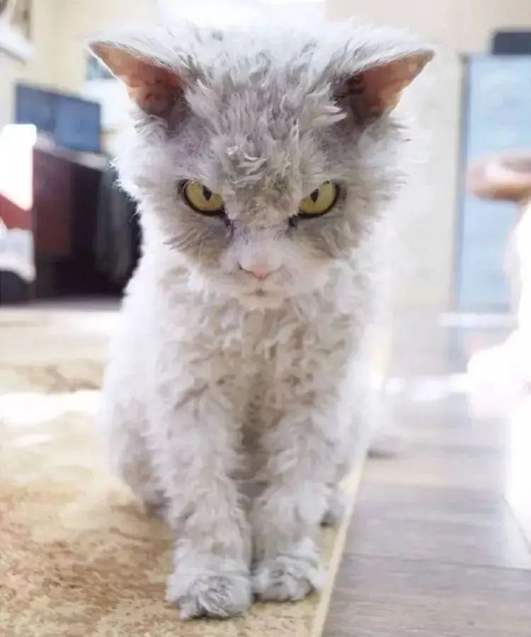 一只可爱又迷人的小猫咪,一只很大又很萌的小猫咪