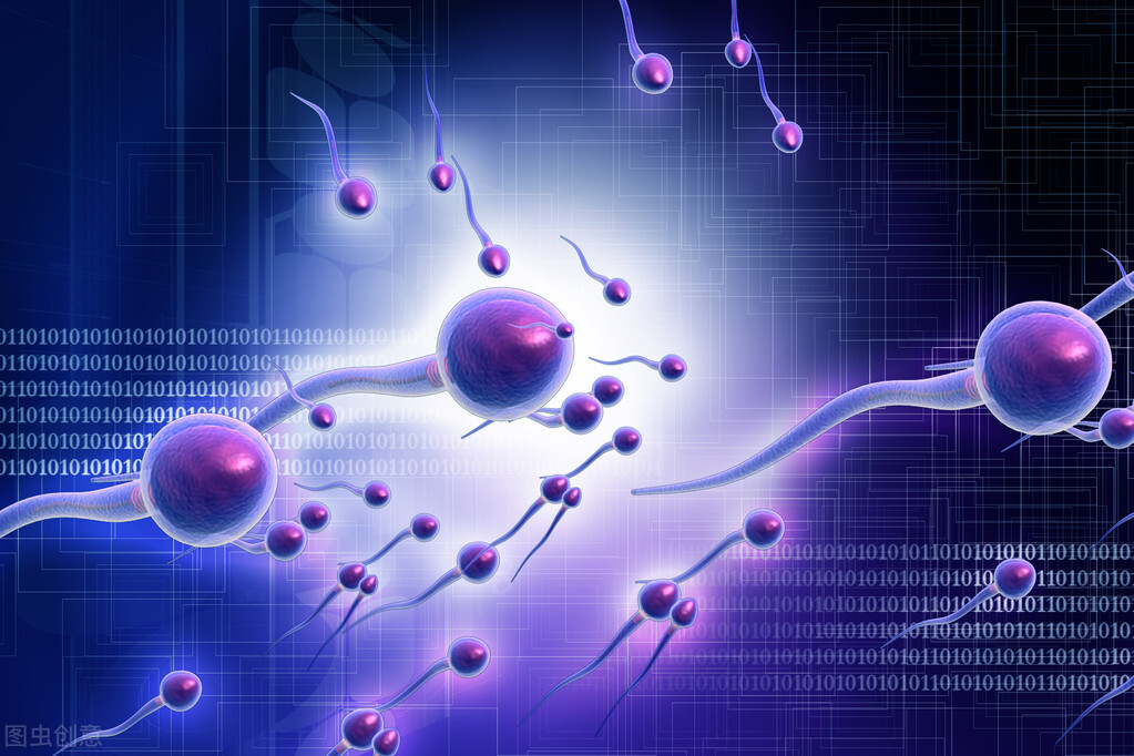 精子和卵子在体内存活多久,xy精子可以在体内存活多久