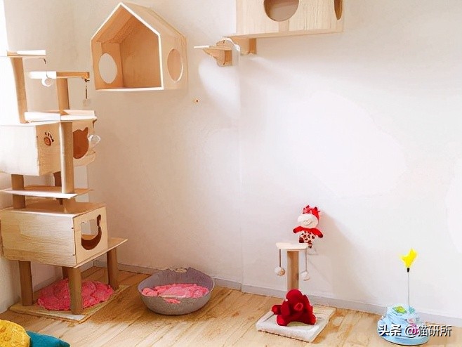 假期外出如何给猫咪找靠谱寄养,怎么找靠谱的猫咪寄养