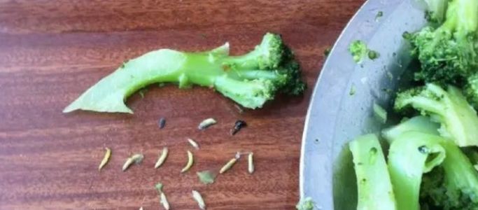 青菜上的虫卵吃了会怎样,一桌食物吃出虫子