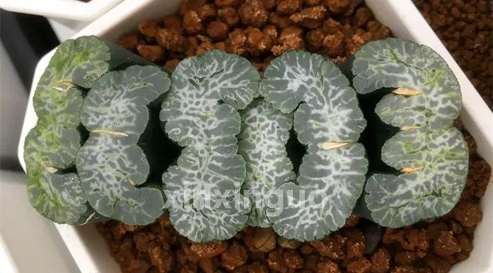 郭氏---台湾行之李瑞斌大棚及布楚礼多肉植物园游记