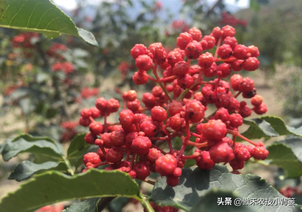 怎样种植花椒成活率高,花椒树怎样种植最好