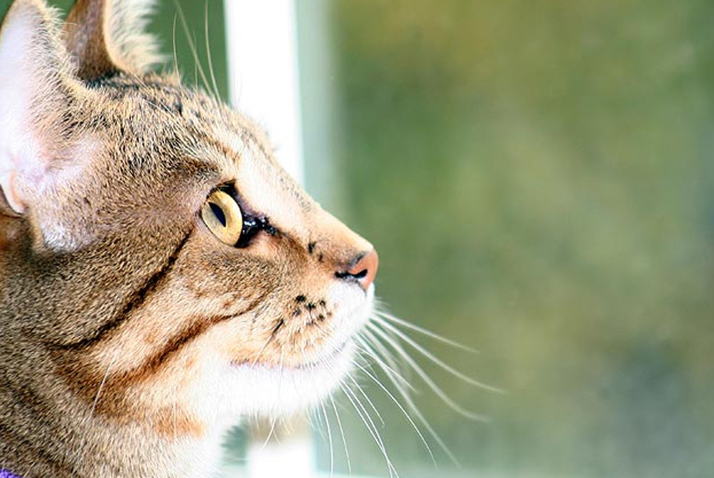 猫咪逃跑了找回来了怎么训,猫咪逃跑大概会躲到哪里