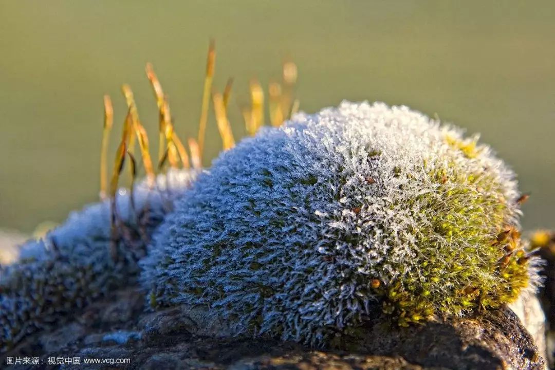 Hreinást植序：地衣是什么？怎么应用到护肤品上了？