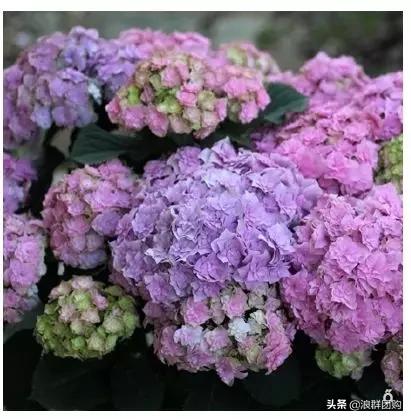 十种好看的绣球,最好看的绣球花视频