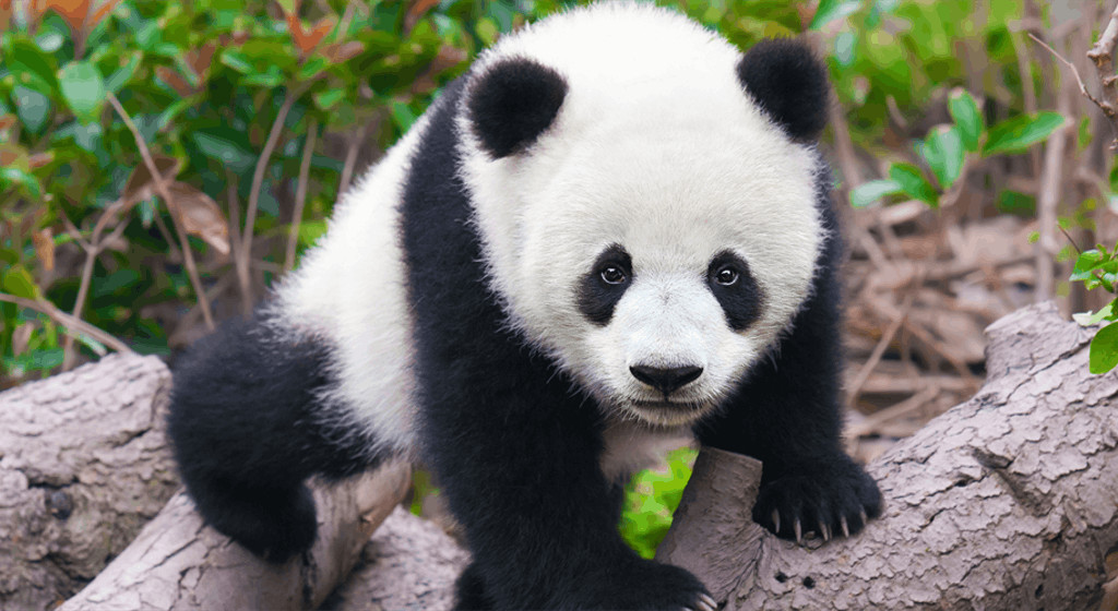 辟谣：熊猫的战斗力真的可以匹敌狮、虎吗？