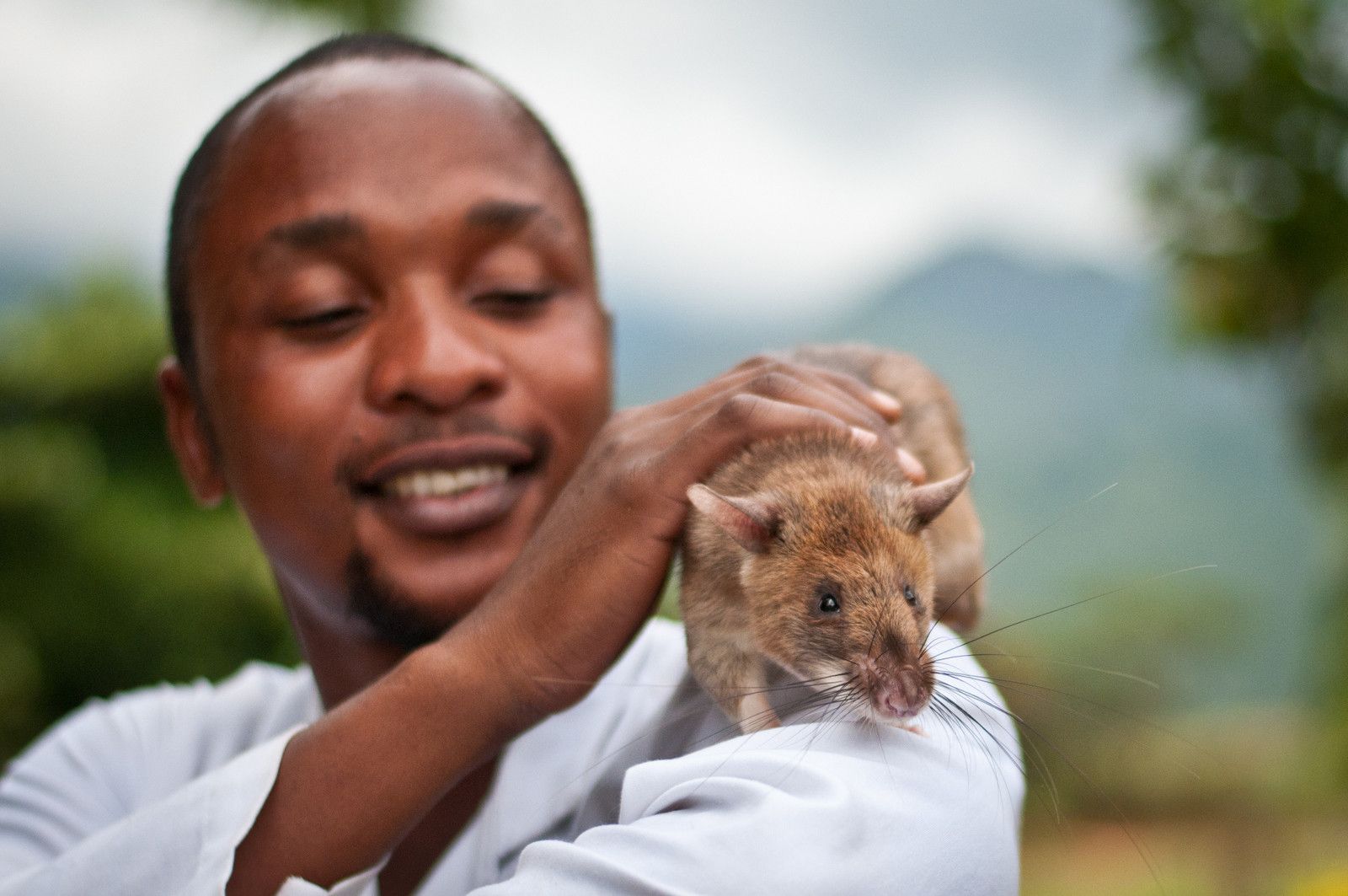扫地雷、探结核，非洲巨鼠救了很多人性命，究竟是怎么一回事？