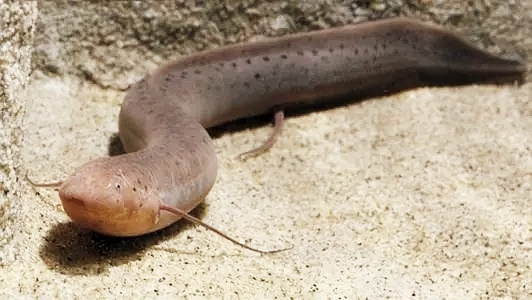 30个关于动物的冷知识,关于动物的冷知识50字