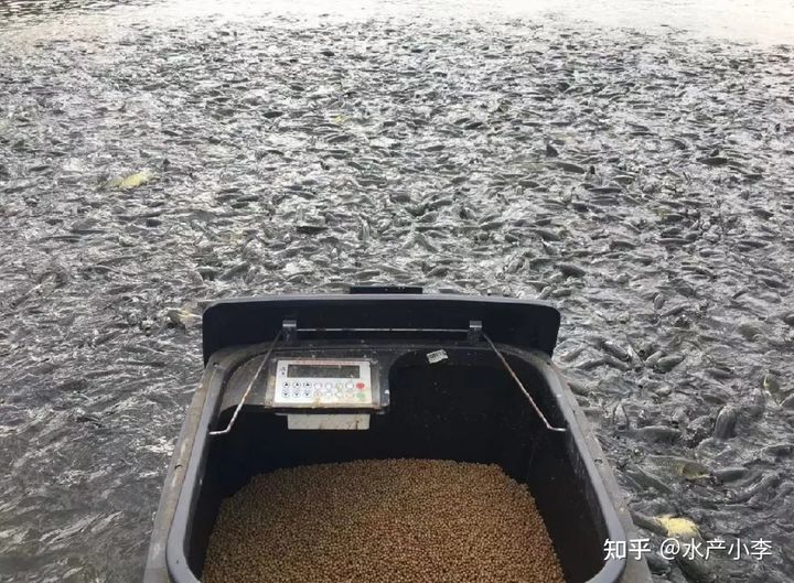 草鱼苗烂身怎么回事,池塘养殖草鱼烂身病如何治疗