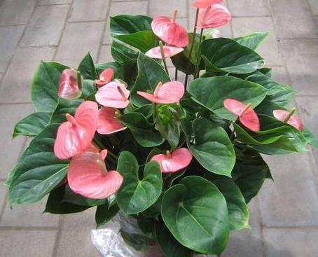 杀虫药配方大全,农用杀虫药最佳配方