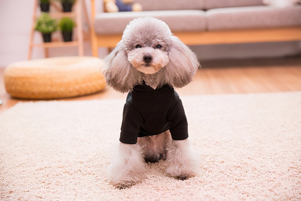 泰迪熊贵宾犬怎么变白,白色贵宾犬吃什么可以让毛变白