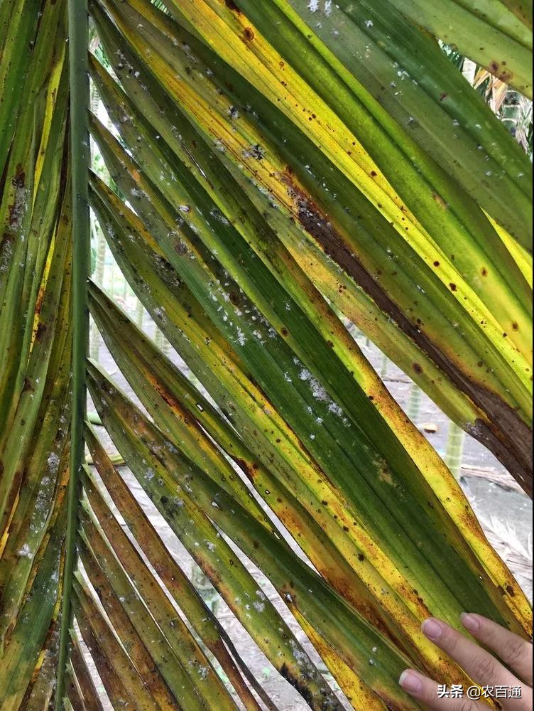 槟榔花苞怎么处理,槟榔还没打花苞是要打什么肥