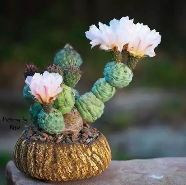 大叔养多肉20年，一片叶子上万块，盆盆都快成精了！