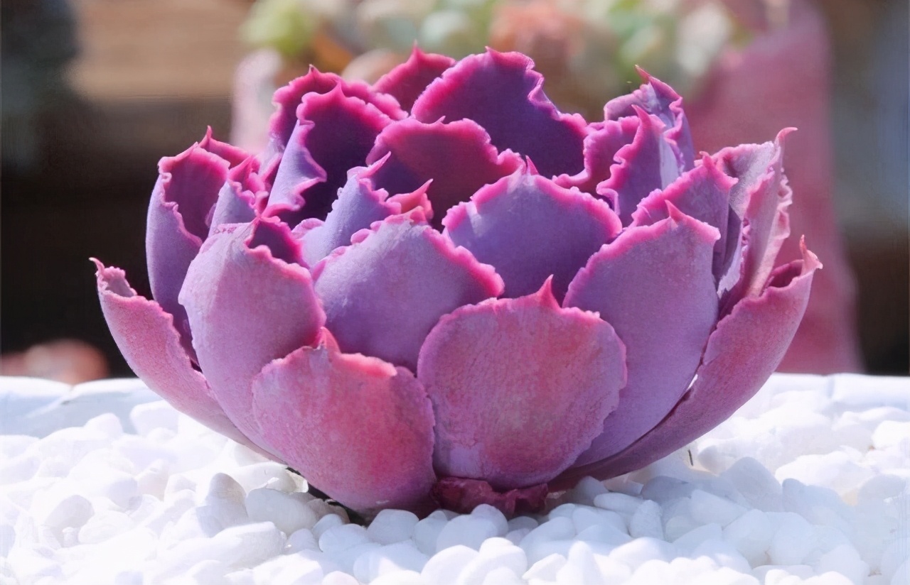 多肉雅乐之舞和晚霞之舞,爱跳舞的植物有哪些