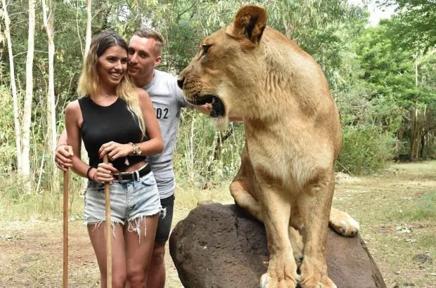 真刺激！前巴萨天才与女友拽着狮子尾巴接吻恩爱还能这么秀？