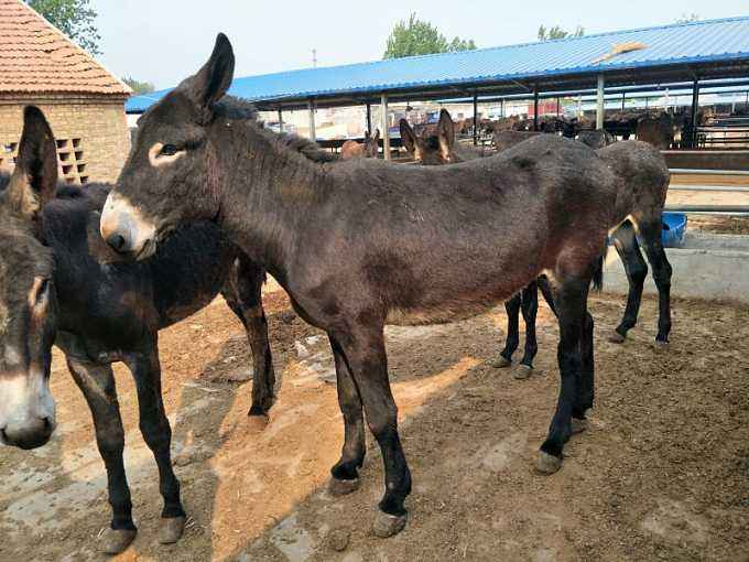 养驴虽然是件简单的活，但也有一些关注事项需知道，答案在这里