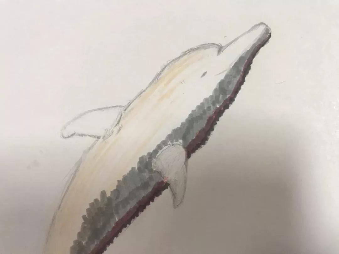 告别2019，迎来2020，在三娘湾与白海豚一起跨年