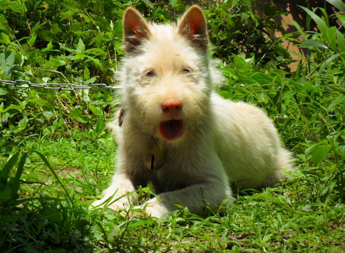下司犬幼崽好不好养,为什么养了狗以后见不得杀生