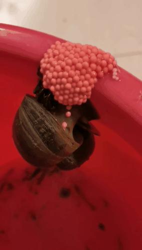 很多食物都有寄生虫,哪些寄生虫会造成生命危险