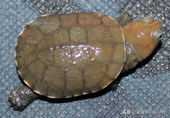 落枕病患者——萌萌的侧颈龟