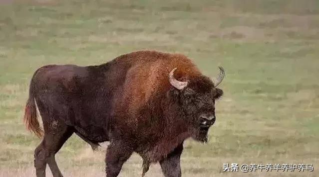 适合生产雪花牛肉的中国牛品种,夏洛莱和黑白花牛杂交是啥品种