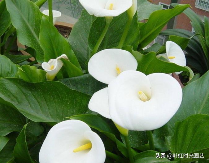 7月养护马蹄莲，关注这5点，长势颇好