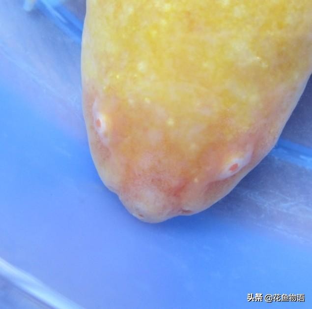 观赏鱼预防鱼病下什么药好,观赏鱼鱼病介绍及用药方法