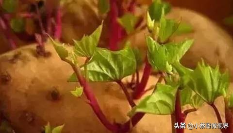 吃完的水果不要扔试试在家就能种,吃完的水果种子