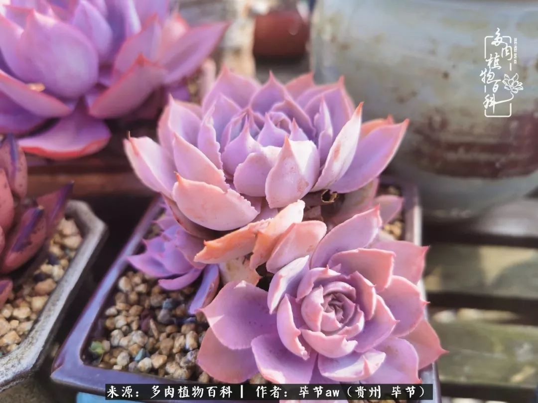 有多少次的会心一笑，全因多肉！那是一种心间流出的甜