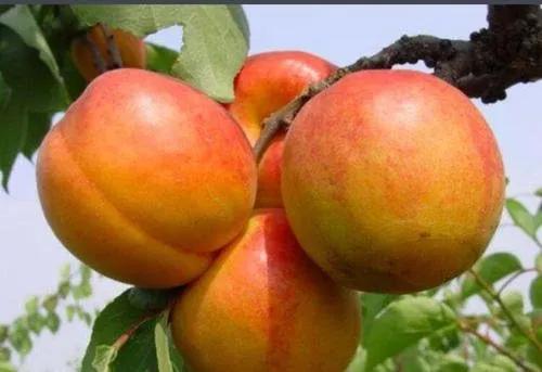 各种水果吃法时间表,7种水果要经常给孩子吃