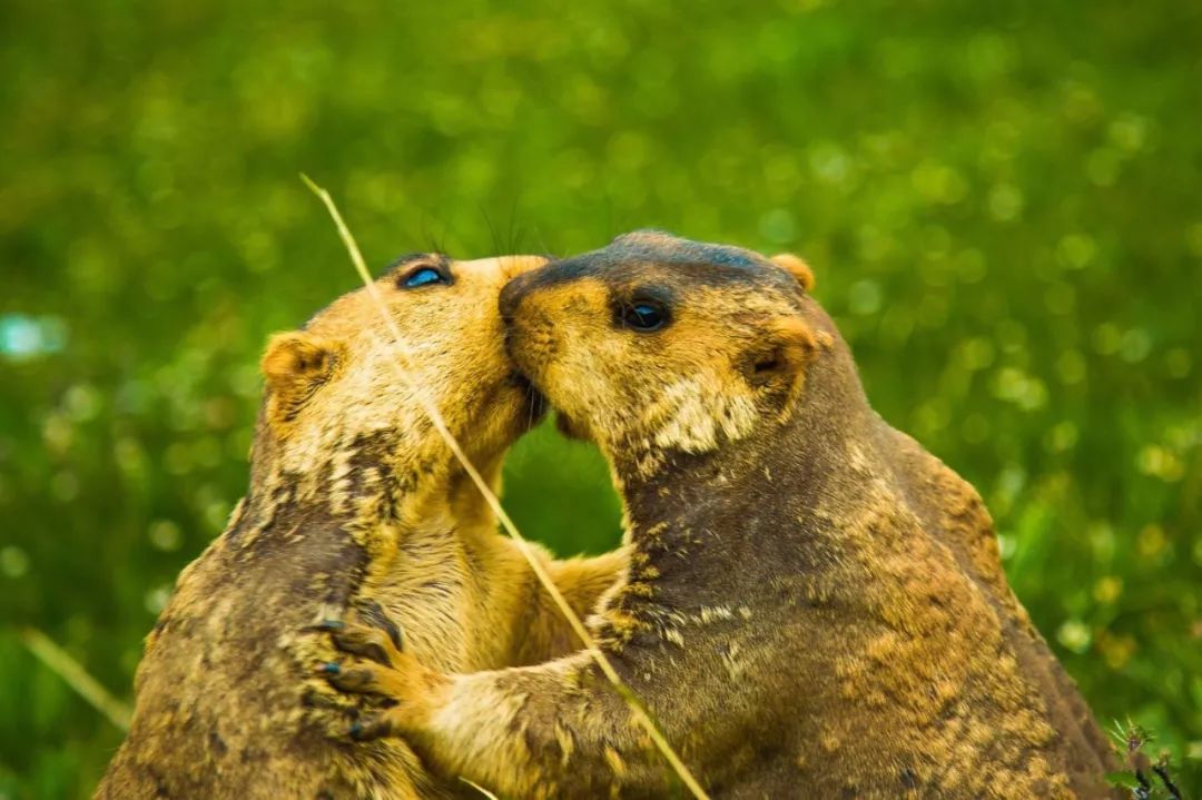 土拨鼠打架视频素材,土拨鼠打架画面被揭露