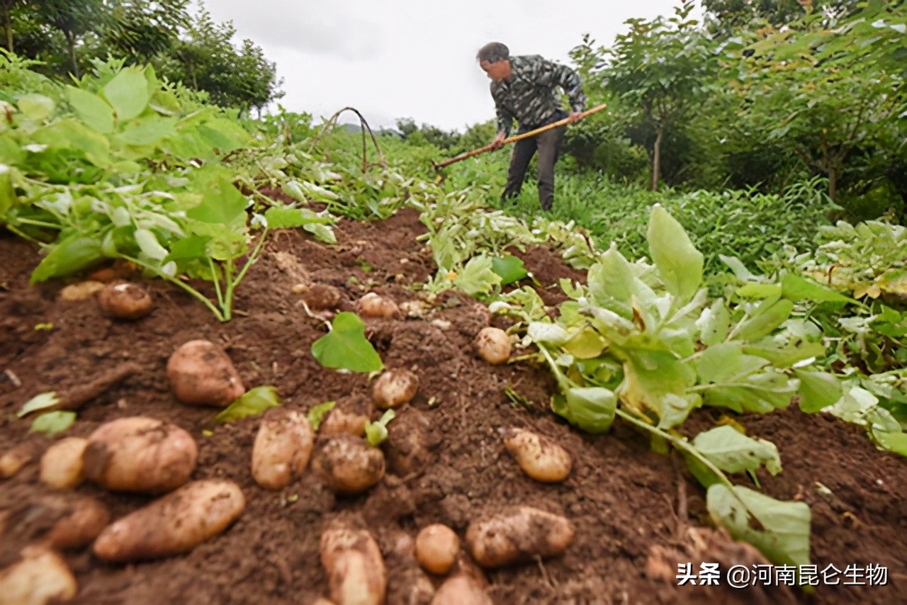 芋头死苗烂根用什么肥,芋头黄叶烂根怎么防治