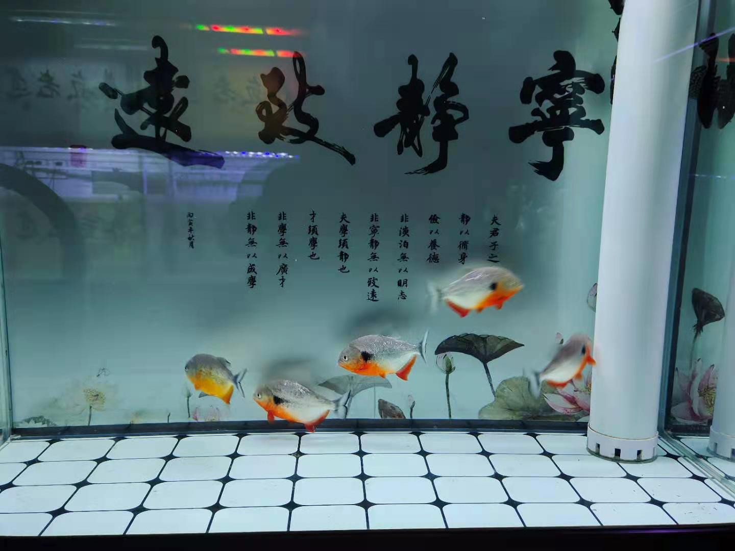 硝化细菌的正确使用方法,硝化细菌在什么情况下使用最合适